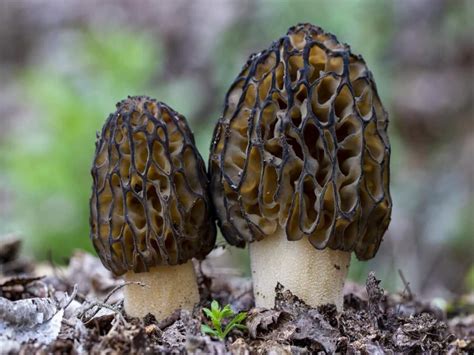 Bhagyashree Swears By The Wild Himalayan Morel .